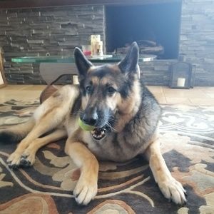 Meet your Posher, Alexander